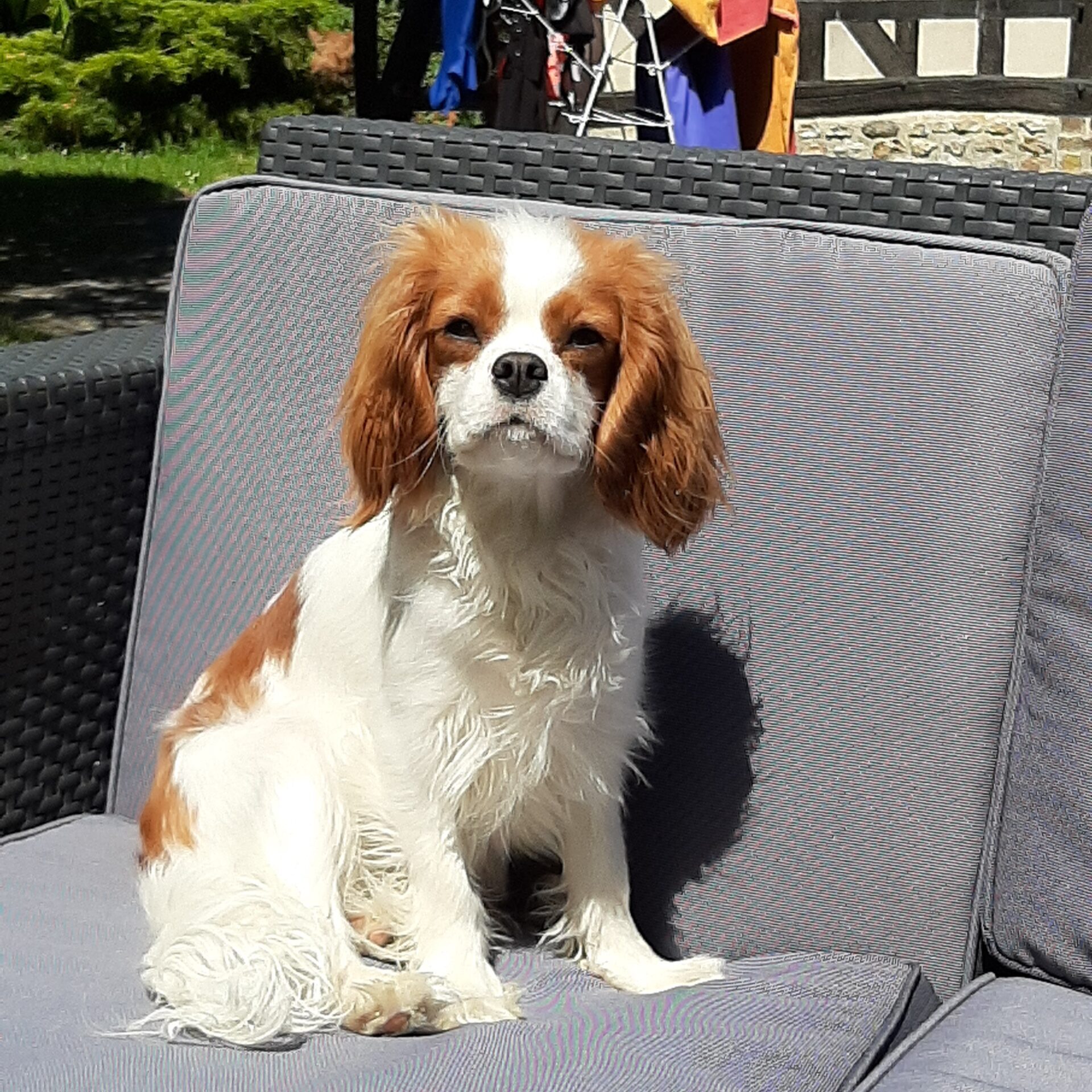 cavalier king charles