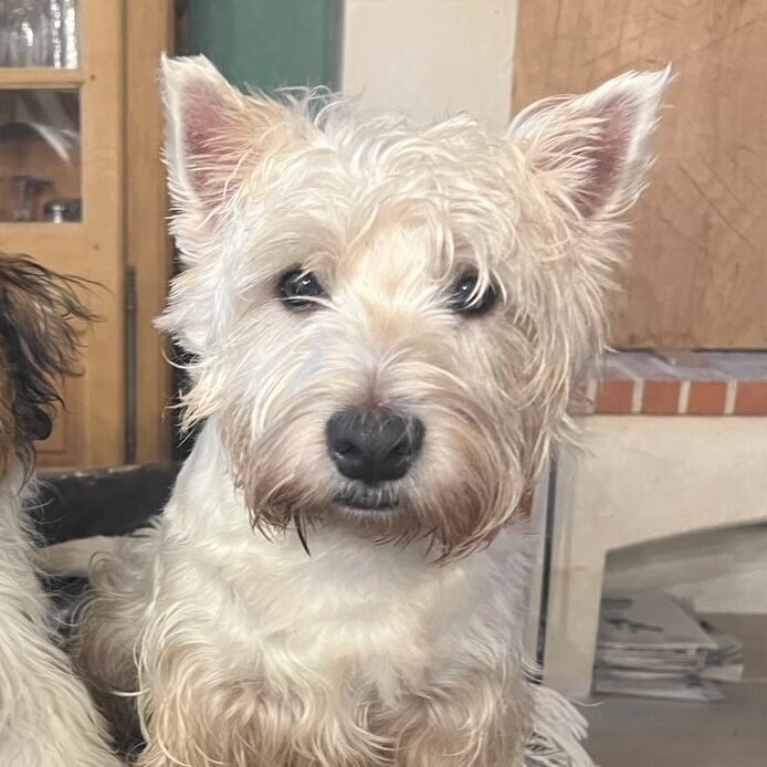 chien fox terrier tire en laisse